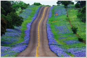 Texas-hill-country-blue_thumb