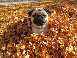Dog in leaves